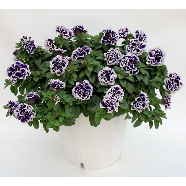 草花の苗 ペチュニア 花衣 藍染3 5号ポット 3株セット 園芸ネット 通販 Yahoo ショッピング