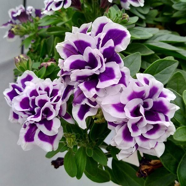 正規激安 草花の苗 ペチュニア 花衣 藍染3 5号ポット 24株セット 送料無料 訳ありセール格安 Atinkaonline Com