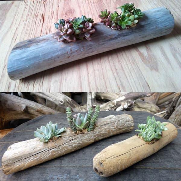 観葉植物 流星木l M Sサイズ3個セット 多肉植物5種 4種 3種寄せ植えの流木フラワーポット サボテン 多肉植物 Www Prosercofam Com