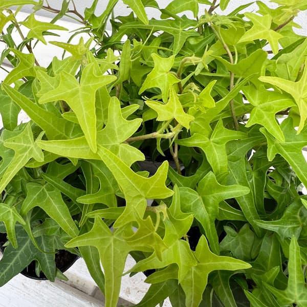 草花の苗 ヘデラ 人気の雑貨がズラリ アイビー 2株セット ライトフィンガー3号ポット