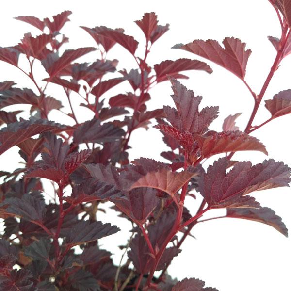 レビューを書けば送料当店負担 花木 庭木の苗 テマリシモツケ オールブラック5号ポット Rmladv Com Br