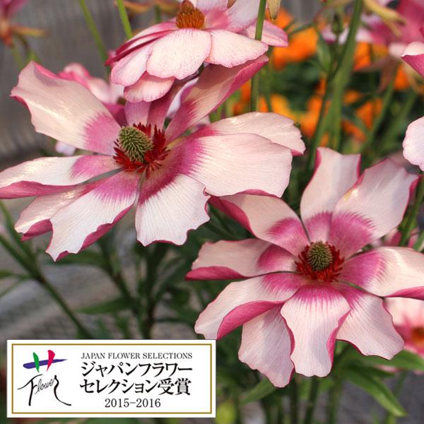 草花の苗 ラナンキュラス ラックス リュキア5号鉢 球根 種芋