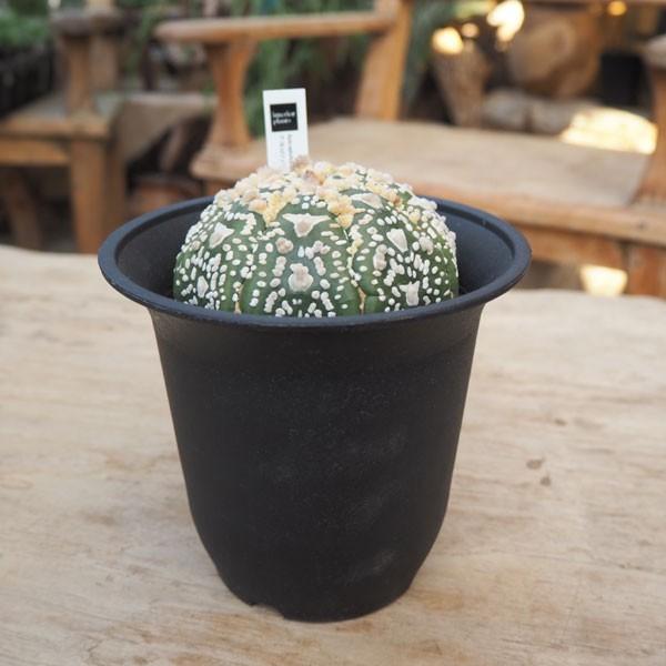 観葉植物 アストロフィツム アステリアスv１ 兜丸 4号鉢植え 園芸ネット 送料無料