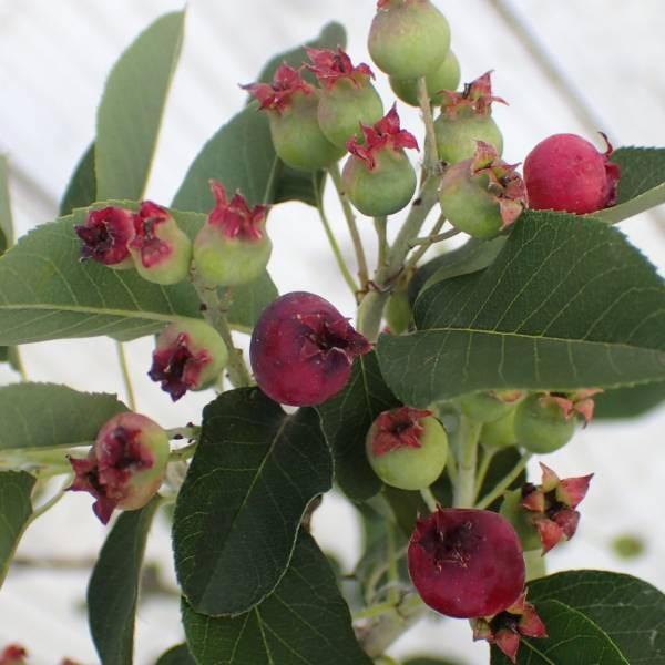 花木 庭木の苗 ジューンベリー スイートバンビ4 5号ポット 実付きがよく矮性