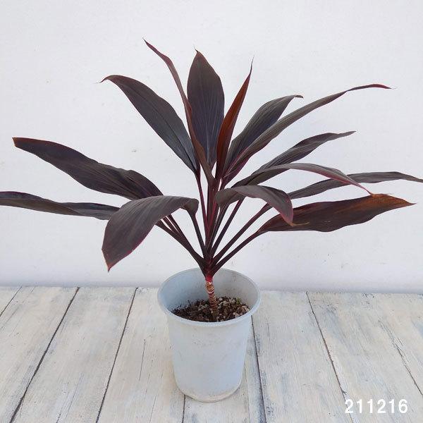 観葉植物 コルディリネ アイチアカ 4号鉢植え 年間定番