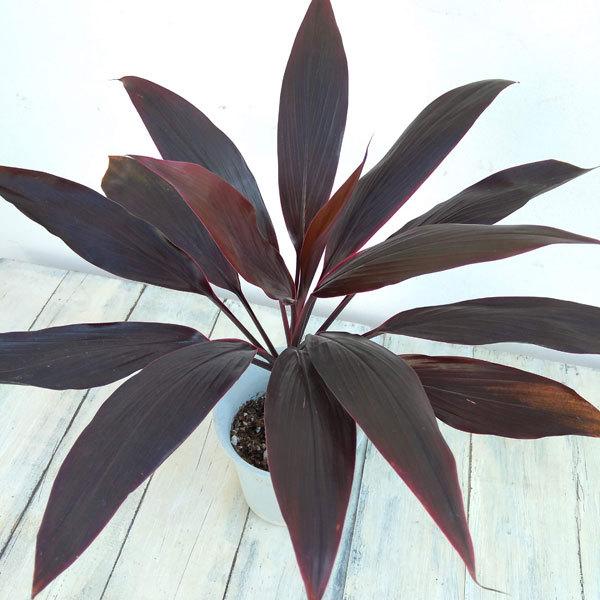 観葉植物 コルディリネ アイチアカ 4号鉢植え 年間定番