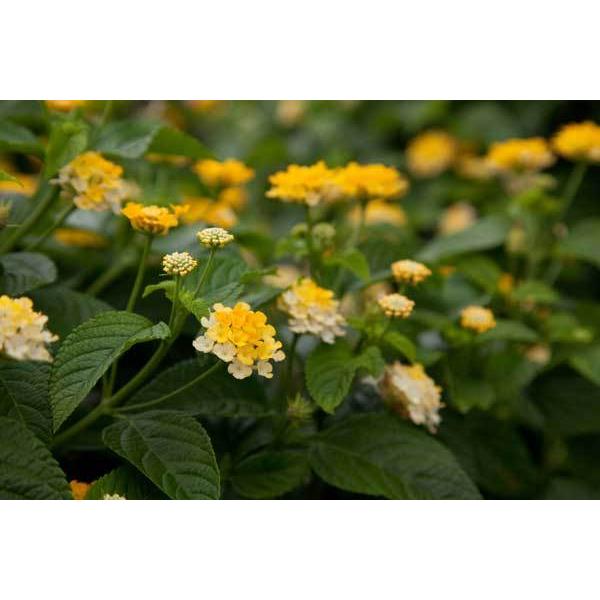 予約販売品 草花の苗 ランタナ パニックドーム ホワイトバイカラー3 5号ポット 24株セット 送料無料 最安値挑戦 Theculturewire Com