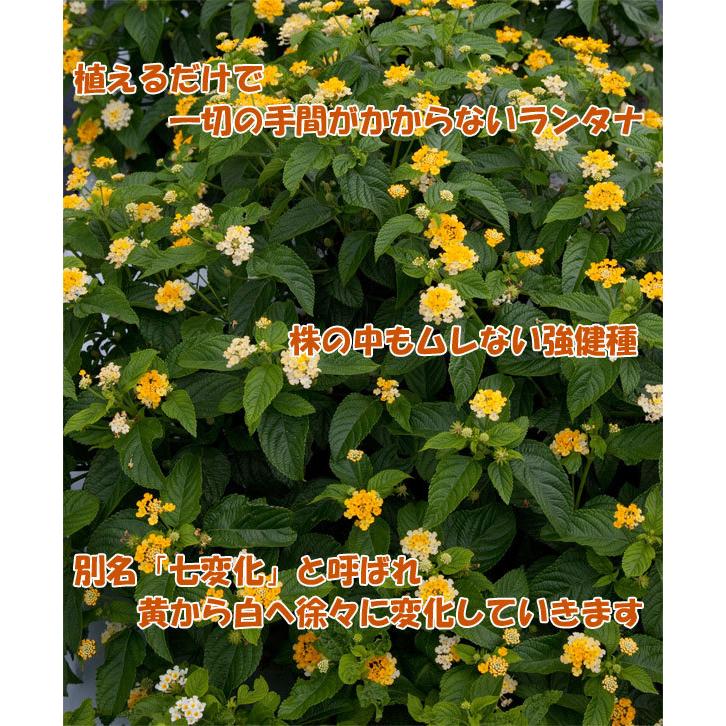 予約販売品 草花の苗 ランタナ パニックドーム ホワイトバイカラー3 5号ポット 24株セット 送料無料 最安値挑戦 Theculturewire Com