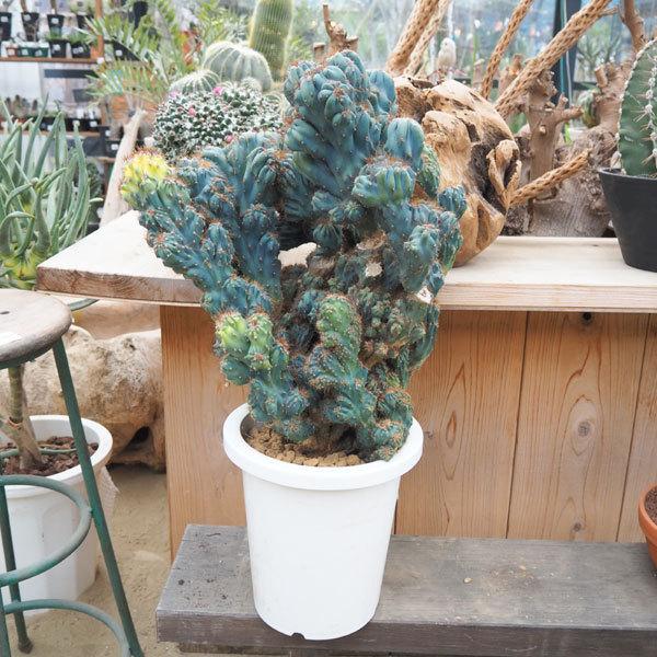 観葉植物 送料無料 サボテン 金獅子8号鉢植え 園芸ネット 通販 Yahoo ショッピング