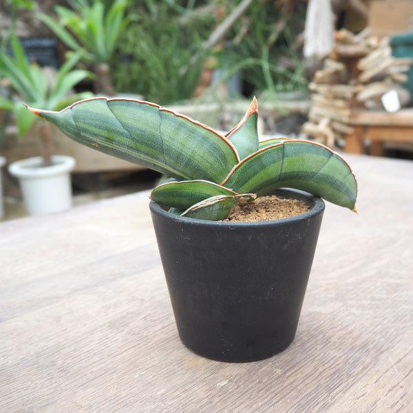 観葉植物 送料無料 サンスベリア バナナ 斑入り3 5号鉢植え 園芸ネット 通販 Yahoo ショッピング