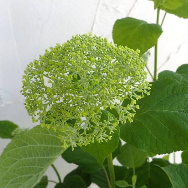 花木 全国宅配無料 庭木の苗 アジサイ アナベルジャンボ6号鉢植え