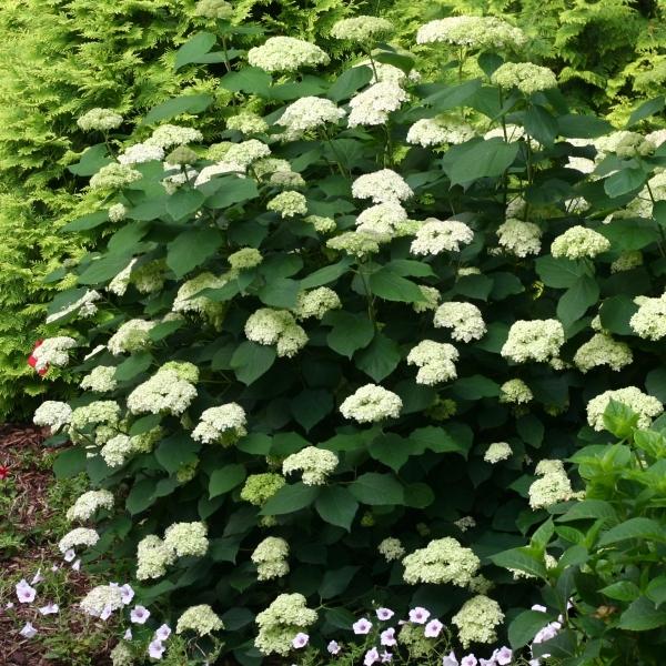 花木 庭木の苗 アジサイ ライムのアナベル6号鉢植え 1712 園芸ネット 通販 Yahoo ショッピング