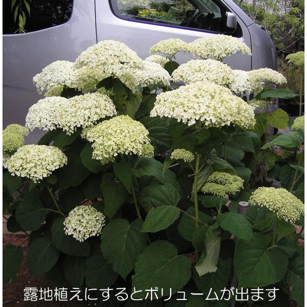 花木 庭木の苗 アジサイ アナベルジャンボ8号鉢植え 園芸ネット 通販 Yahoo ショッピング