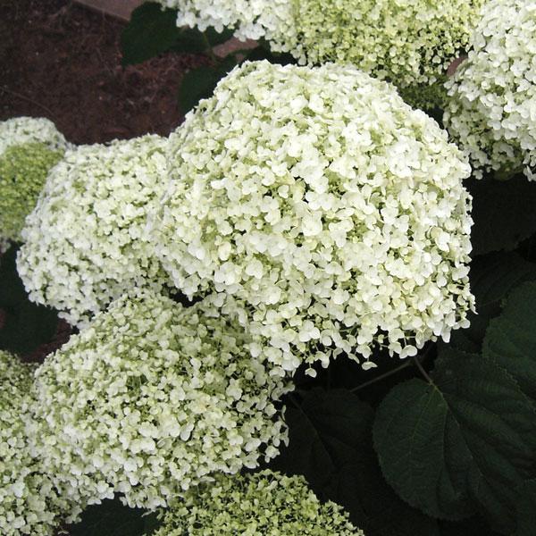 98円 22正規激安 花木 庭木の苗 アジサイ アナベルジャンボ5号ポット3株セット