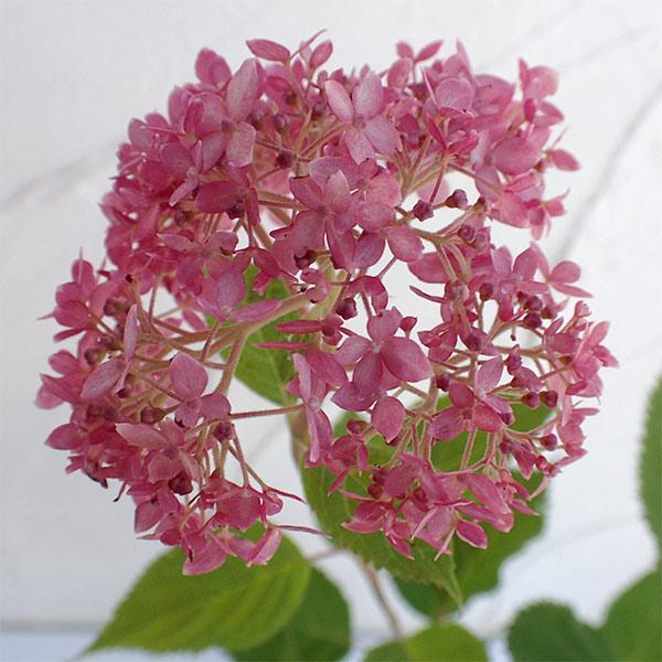 98円 New売り切れる前に 花木 庭木の苗 アジサイ ピンクのアナベル5号ポット3株セット