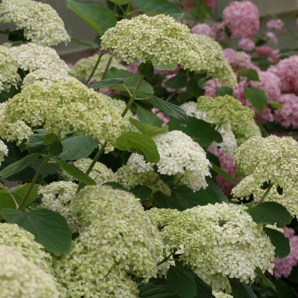 花木 庭木の苗 アジサイ ライムのアナベル5号ポット3株セット 格安新品