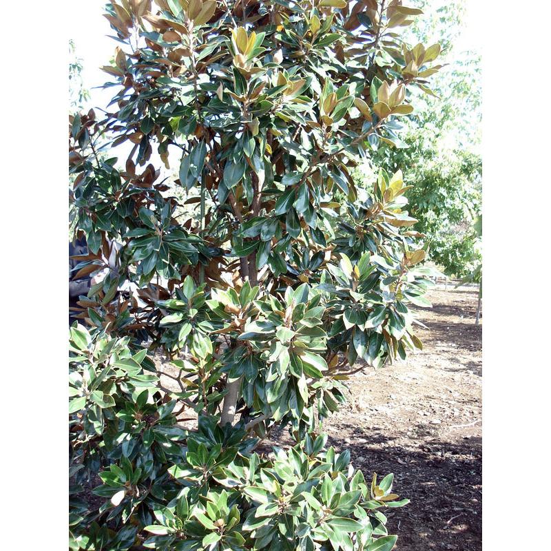 花木 庭木の苗 タイサンボク リトルジェム5号ポット3株セット 園芸ネット 通販 Yahoo ショッピング