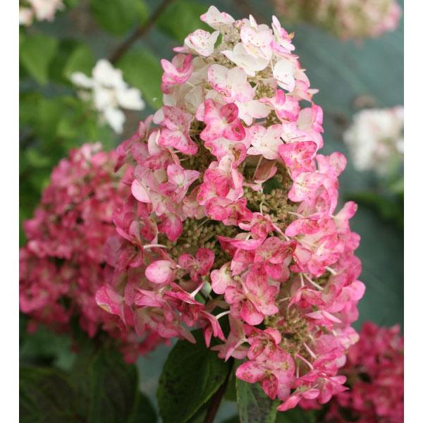 新品即決 花木 庭木の苗 ノリウツギ 糊空木 メガミンディ5号ポット3株セット 送料無料 最新コレックション Www Gaertnerhof Charlottenburg De