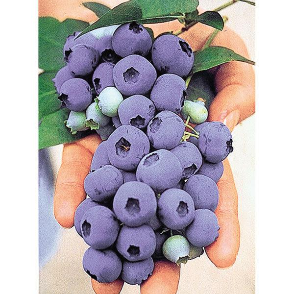 果樹の苗 ブルーベリー ラビットアイ系 タカヘ8号ポット 園芸ネット 通販 Yahoo ショッピング