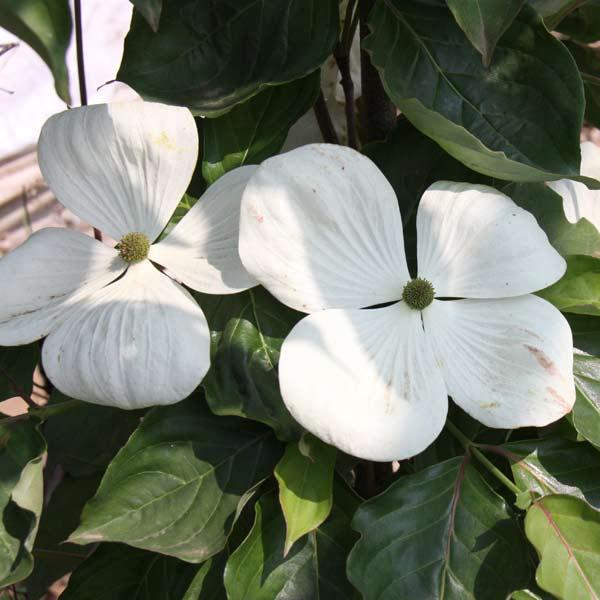 Web限定カラー 花木 庭木の苗 ヤマボウシ クーサビーナス5号ポット3株セット