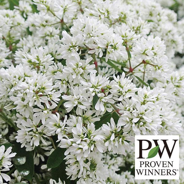 草花の苗/ユーフォルビア：ダイアモンドスター2.5号ポット の商品画像