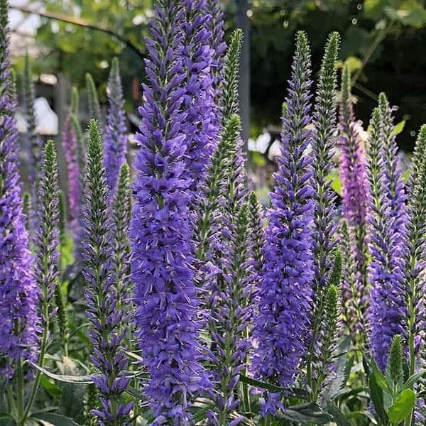 以上節約 草花の苗 コンパクトベロニカ スカイブルー3 5号ポット Microsoftwaypoint Com