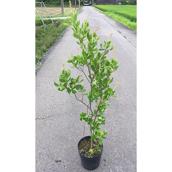 史上最も激安 花木 庭木の苗 アメリカリョウブ ピンクスパイヤー8号ポット 送料無料 Camarataperoa Ba Gov Br