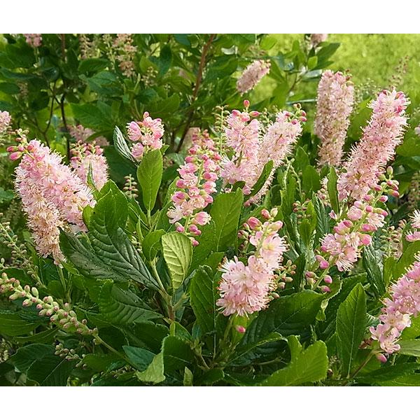 花木 庭木の苗 アメリカリョウブ ピンクスパイヤー8号ポット 送料無料 園芸ネット 通販 Yahoo ショッピング