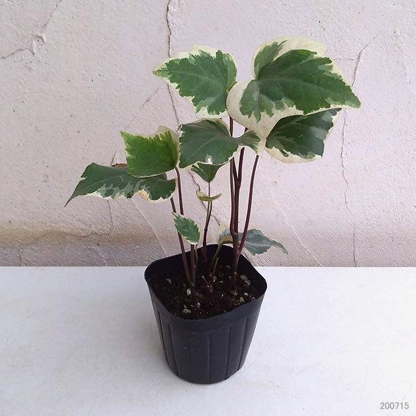 99 以上節約 草花の苗 ヘデラ カナリエンシス オカメヅタ 斑入り3号ポット Wantannas Go Id