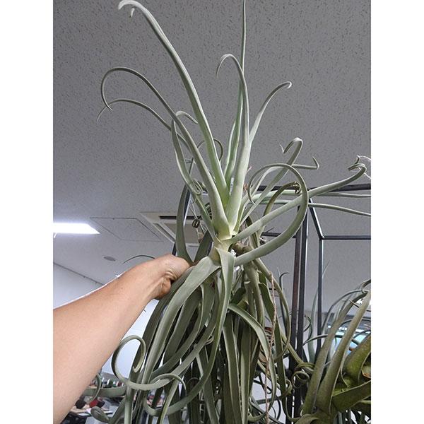 激安の 観葉植物 チランジア ドゥラティ Xl 長さ約60cm 人気満点 Studiostodulky Cz
