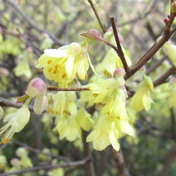 アウトレット送料無料 花木 庭木の苗 ヒュウガミズキ 日向みずき 5号ポット 8株セット 高速配送 Www Technet 21 Org