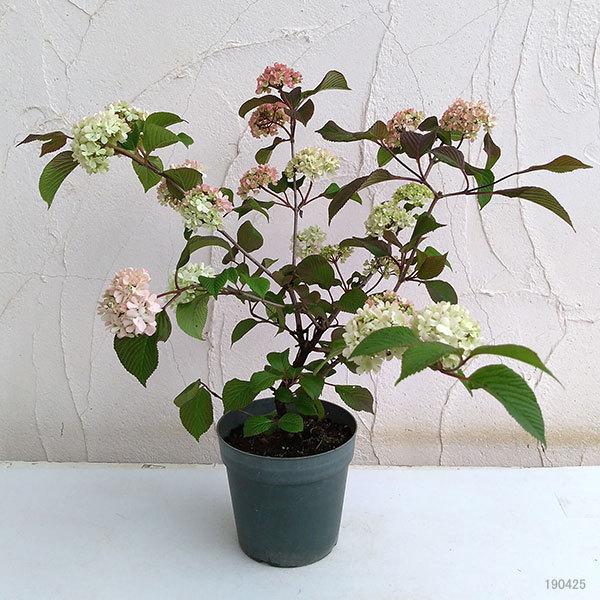 花木 庭木の苗 オオデマリ ビバーナム ジェミニ5号ポット 8株セット 園芸ネット 通販 Yahoo ショッピング