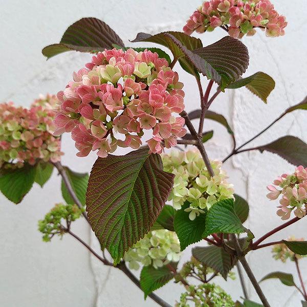 花木 庭木の苗 オオデマリ ビバーナム ジェミニ5号ポット 8株セット 園芸ネット 通販 Yahoo ショッピング