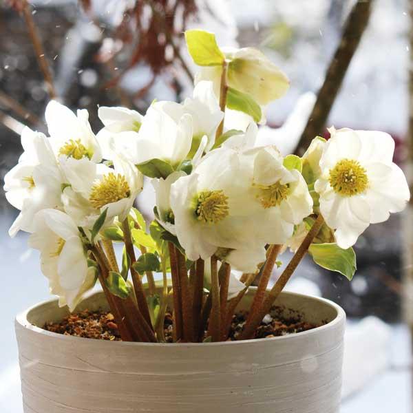 クリスマスローズ 原種系 早咲きニゲル3号ポット Registreringsnummer Dk