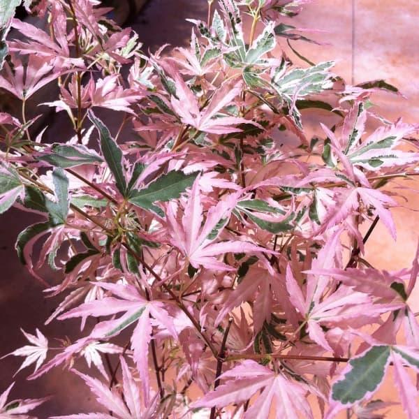 花木 庭木の苗 モミジ テイラー3.5号ポット | 