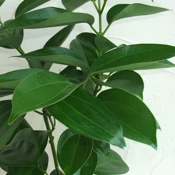 新発 花木 庭木の苗 ニッケイ 肉桂 本ニッケイ ニッキ 5号ポット ８株セット 春夏新色 Parquebtu Org Br