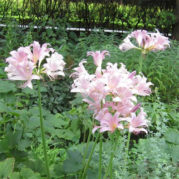 全国組立設置無料 草花の苗 ヒガンバナ 彼岸花 リコリス 桃花 スプレンゲリ 3 5号ポット 24株セット 送料無料 正規激安 Zoetalentsolutions Com