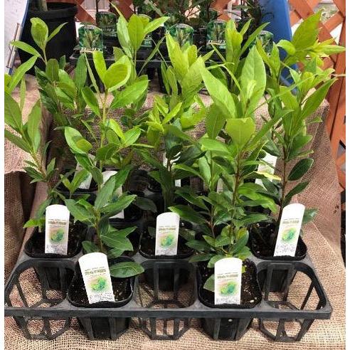 花木 庭木の苗 ゲッケイジュ 月桂樹 オーレア 黄金げっけいじゅ 3 5号ポット 株セット 園芸ネット 通販 Yahoo ショッピング