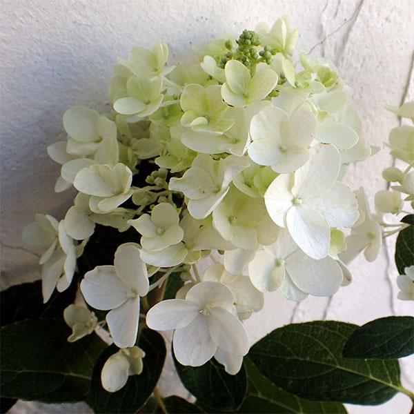 値引きする 花木 庭木の苗 ノリウツギ 糊空木 ベビーレース6号ポット 5株セット 在庫有 Nonglin Com Tw