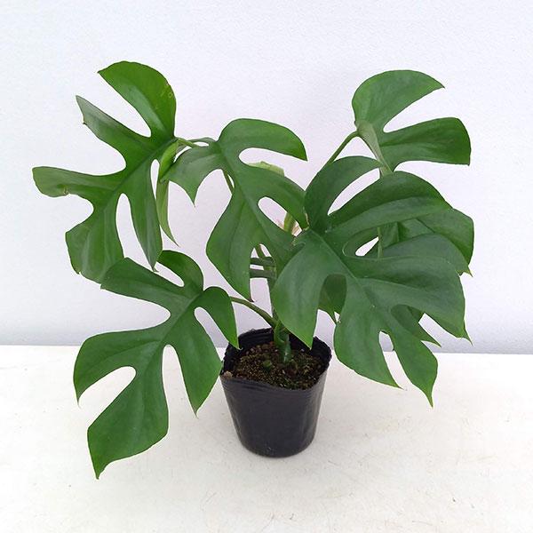 観葉植物 ヒメモンステラ3号ポット 卸直営