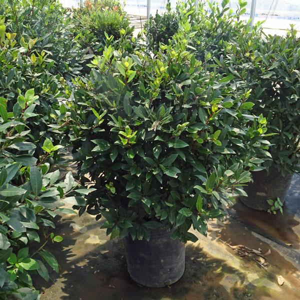 楽天カード分割 花木 庭木の苗 ゲッケイジュ 月桂樹 ベイ 玉仕立て10号ポット樹高80cm 送料無料