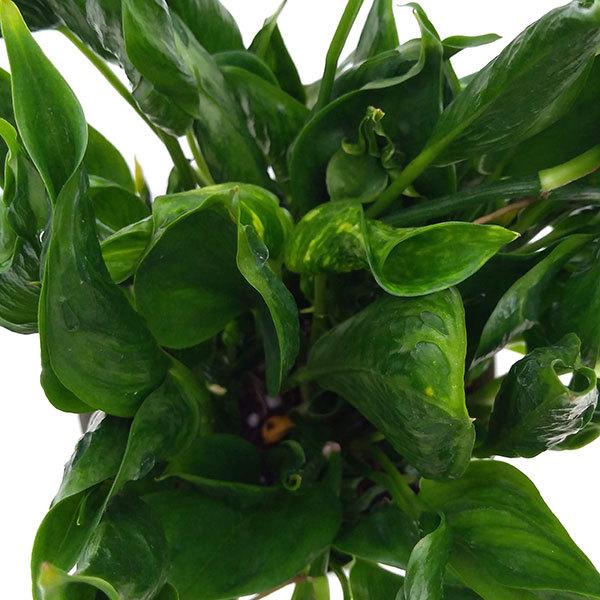 観葉植物 ポトス テルノシャングリラ5号鉢植え 園芸ネット 通販 Yahoo ショッピング