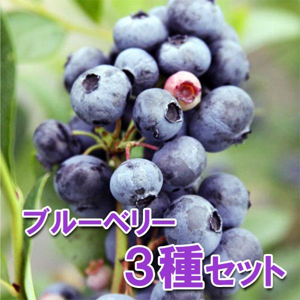 果樹の苗/ブルーベリー：サザンハイブッシュ系5号3種セット（オニール・ケープフェアー・レノアー） 送料無料