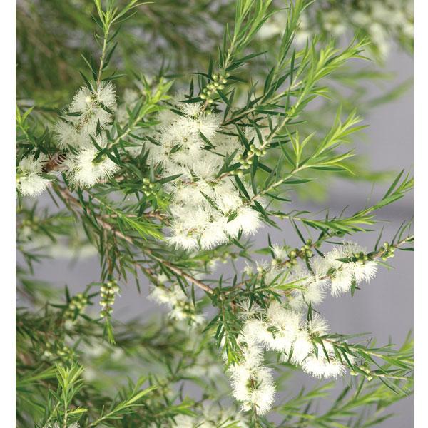 花木 庭木の苗 メラレウカ メラウニカ ブラックティーツリー3号ポット Belle Ile Nature Org