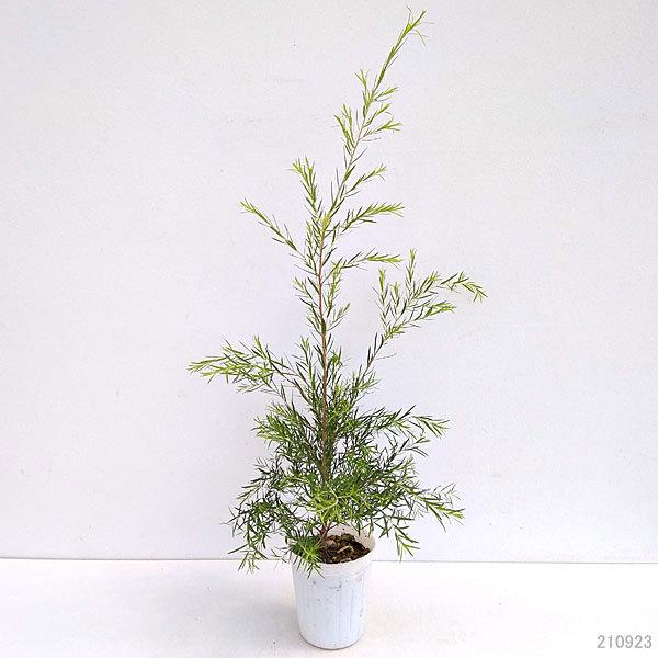 花木 優先配送 庭木の苗 メラレウカ メラウニカ ブラックティーツリー3号ポット