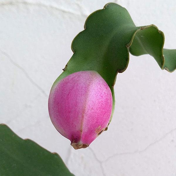 果樹の苗 ミニドラゴンフルーツ3 5号鉢植え Sonicacts Com