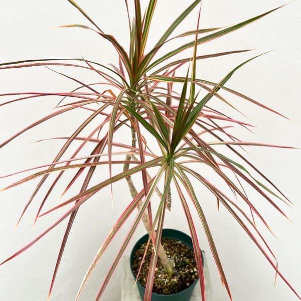 観葉植物 ドラセナ コンシンネ レインボー 6号 : 園芸ネット - 通販