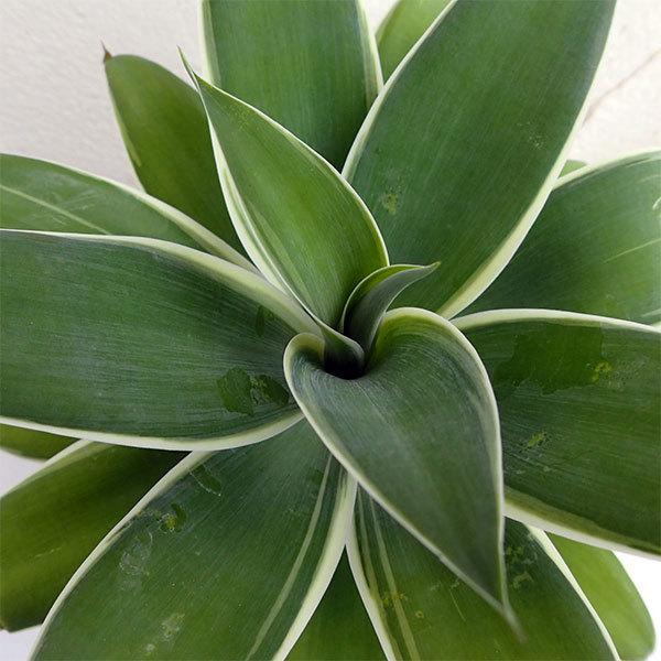 在庫有 観葉植物 アガベ リュウゼツラン アテヌアータ ヴァリエガータ 斑入り 10号鉢植え 超歓迎 Www Muslimaidusa Org