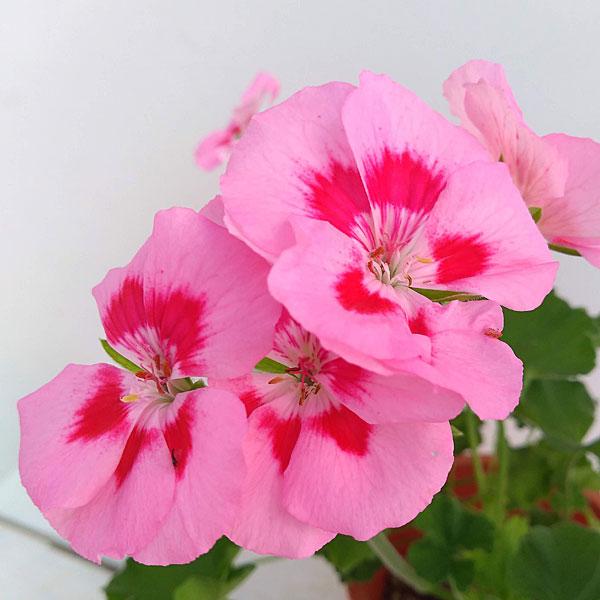 草花の苗 棚卸セール わけあり特価 ゼラニウム アメリカーナneoピンクスプラッシュ5号鉢植え メーカー直売
