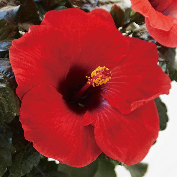 大切な人へのギフト探し 草花の苗 ハイビスカス ロングライフ アドニスレッド2 ツー 5号鉢植え Globescoffers Com